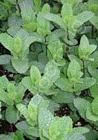 Mentha spicata 'Spanish' Spanish Mint (Spearmint) (Code: 5930) Abundant dark green, wrinkled leaves are highly aromatic.