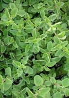 Mentha suaveolens Apple Mint (Code: 4387) This attractive, fragrant and upright growing herb is a terrific addition to the