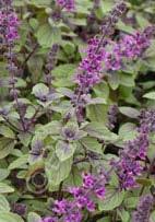 Mentha x piperita 'French Peppermint' French Peppermint (Code: 8117) This popular culinary herb has the best clean