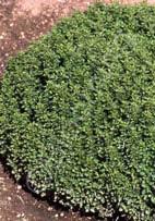 Origanum vulgare 'Humile' Dwarf Greek Oregano (Code: 8140) Creeping stems form a mat of evergreen foliage on this