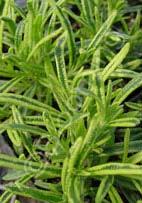 Rosmarinus 'Gold Dust' Rosemary (Code: 4845) Fragrant, narrow, evergreen leaves are bright green with gold variegation.