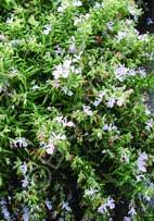 Rosmarinus officinalis 'Salem' Rosemary (Code: 6281) This essential culinary herb is also an excellent and undervalued