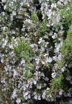 The aromatic foliage has marvelous light blue flowers in early spring.