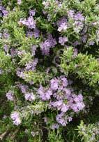 landscape plant. It has an upright, branching habit with pretty blue flowers in early spring.