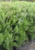 Rosmarinus officinalis 'Madeline Hill' Rosemary (Code: 4058) Plentiful blue flowers cover this Rosemary in spring.