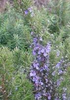 Rosmarinus officinalis 'Red-Flowering' Rosemary (Code: 4741) This compact, bushy grower features short, narrow foliage.