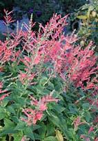 Salvia elegans 'Frieda Dixon' Pineapple Sage (Code: 6222) This gorgeous herb boasts profuse, clear watermeloncolored flowers.