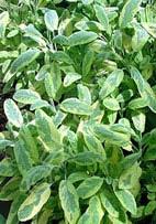 leaves with a chartreuse edge. Itʹs equally nice as a non-flowering ornamental plant or as a culinary herb.