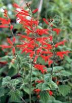Salvia elegans 'Honeymelon' Melon-Scented Sage (Code: 6701) Delicate spikes of deep red, tubular flowers grace this compact