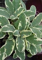 Salvia officinalis 'Grower's Friend' Sage (Code: 4513) Fragrant, gray-green textured leaves are evergreen in mild climates.