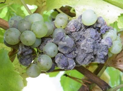 Wine Australia Factsheet Light brown apple moth 2 Adult moths and egg lays Moths mate soon after emerging from their pupae in late winter or early spring, and each female lays her egg masses over a 2