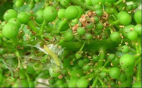 Eggs are most commonly laid on the upper surfaces of expanded grapevine leaves.