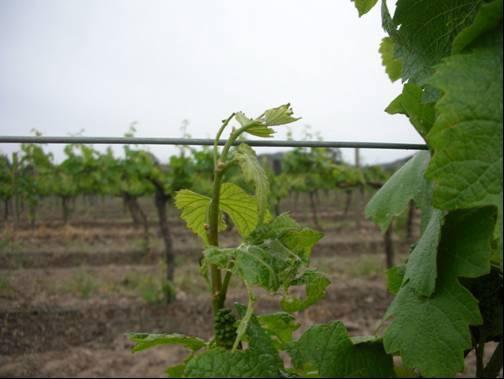 Wine Australia Factsheet Light brown apple moth 3 to the presence of surrounding host plants are often evident as an edge effect in the vineyard, where higher numbers of LBAM are detected closer to