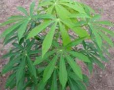 Cassava Leaves (Manihot esculenta) Leaves are very nutritious High in protein, vit A, and Fe Roots can be left in ground until needed while