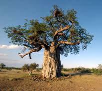 Baobab (Adansonia digitata) Native to Africa, India and Australia Trees reach up