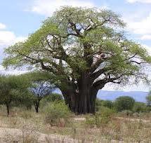 Baobab (Adansonia digitata) Leaves are edible and used fresh or dried into a powder Fruit and seeds are edible and used in various