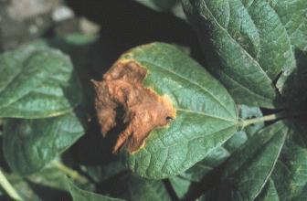 its variant, fuscous blight), halo blight, and bacterial brown spot. These diseases have had major impact on bean production.