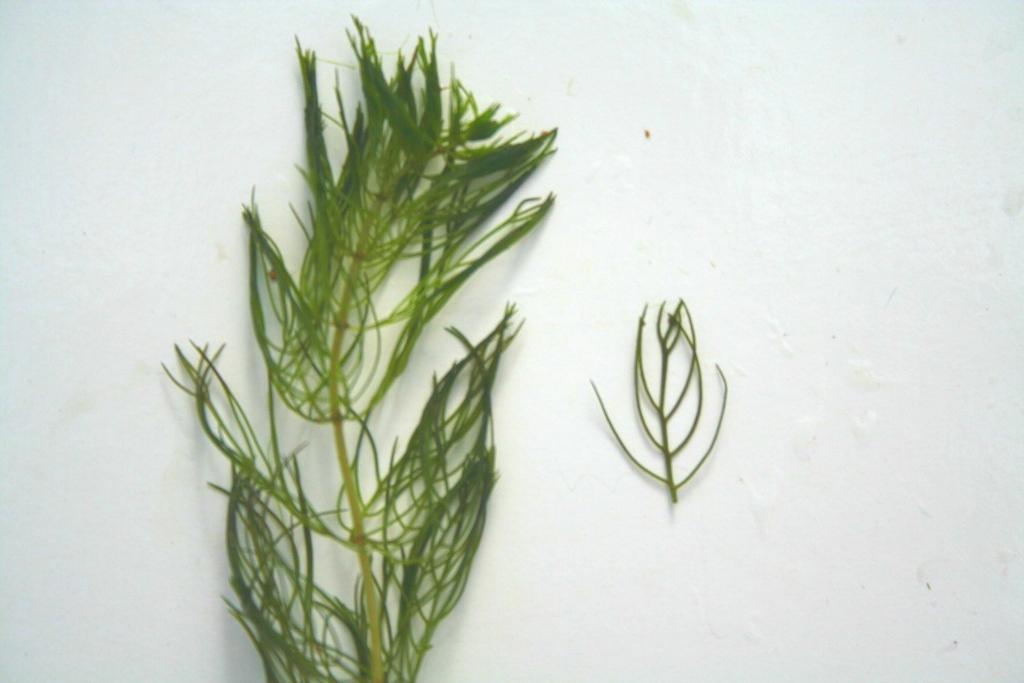 Myriophyllum sibiricum - Northern watermilfoil Description: Northern watermilfoil, a native aquatic macrophyte, has feather-like leaves normally arranged in whorls of four and having 5-11