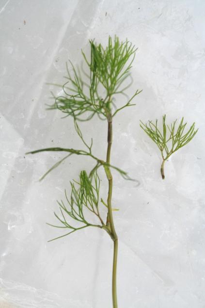 String-like roots extend out from some of the nodes.