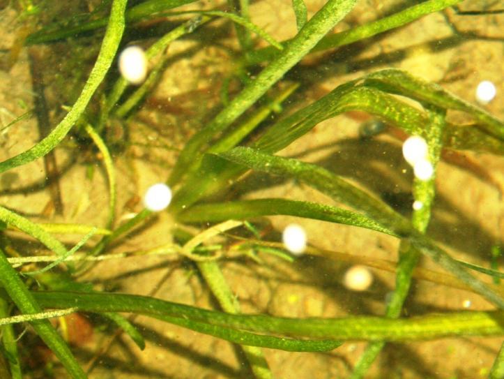 Vallisneria americana - Wild celery, eel grass and tape grass Description: Wild celery is one of the most recognizable submersed aquatic macrophytes due to its long ribbon-like leaves.