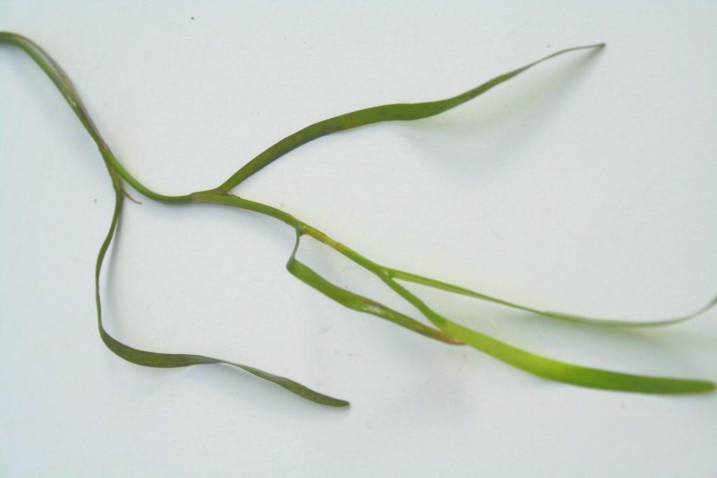 Leaves lack prominent midveins thereby appearing smooth, and they attach directly to the stem in an alternating pattern. Water stargrass produces unique yellow star-shaped flowers in midsummer.