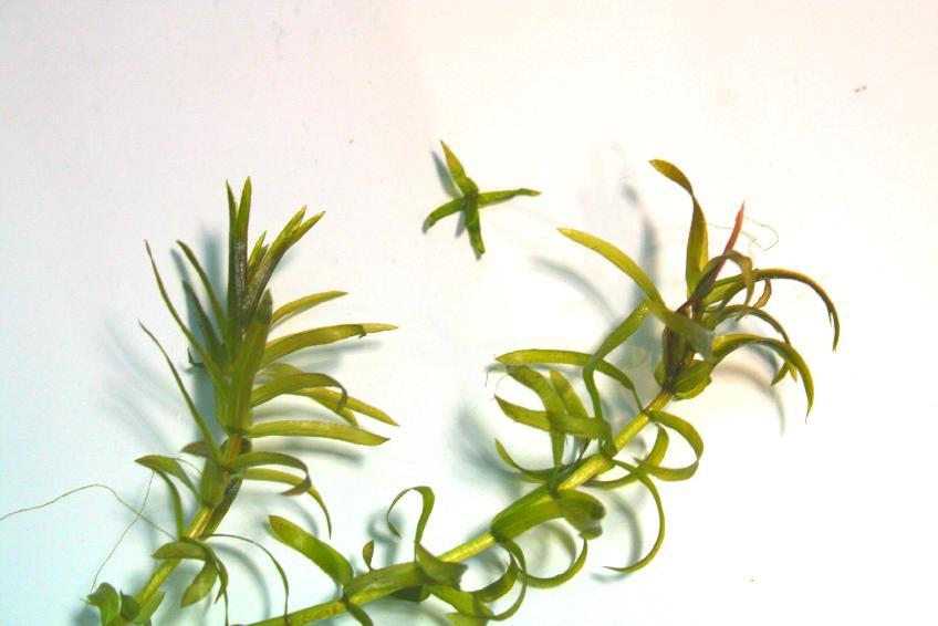 Leaves tend to be more crowded on the stems and usually grow to be about twice the size of both elodea and hydrilla.