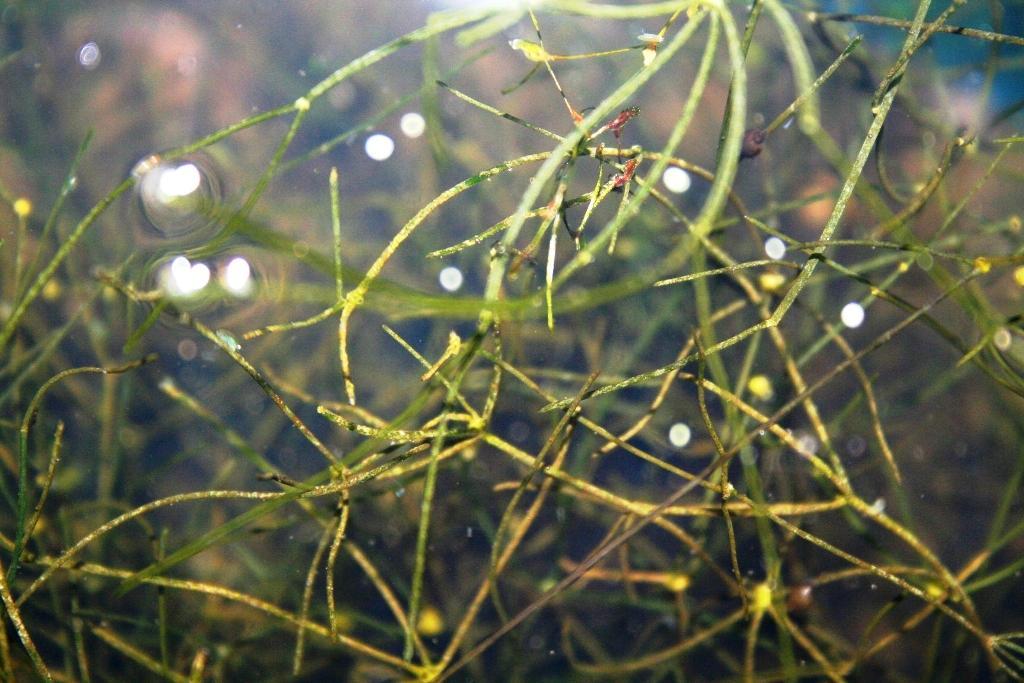 Nitellopsis obtusa - Starry stonewort Description: Starry stonewort, a macro algae, is a non-native invader that looks similar to nitella a native macro algae.
