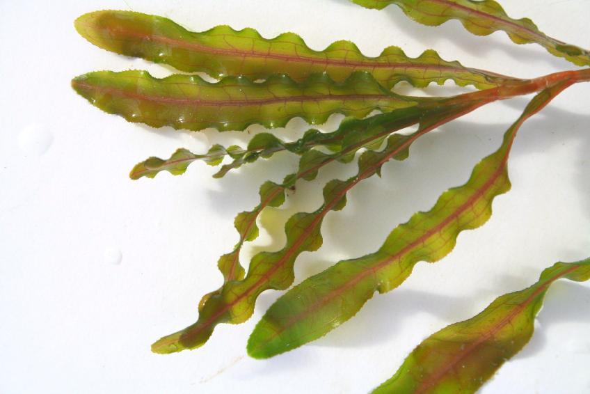 Each leaf is about 1-4 inches long and has finely serrated wavy margins giving it the familiar crispy texture.