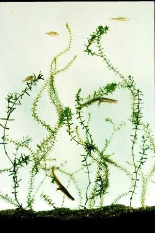 more crowded near the growing tip. Stems are usually rigid and tend to branch forming a tangled mat.