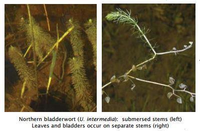 Northern Bladderwort Bladderwort, common Utricularia macrorhiza Common Bladderwort is one of four commonly found Bladderworts in Maine.   More details from Maine VLMP here Bladderworts.