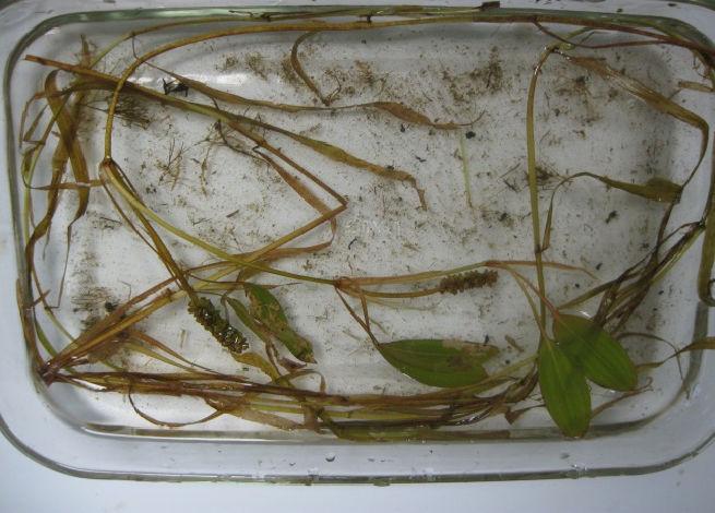 Ribbon-leaf Pondweed (Potamogeton epihydrus) Distribution I 0 335 670 1,340 Feet Lake Waccabuc and Canal Aquatic Vegetation urvey July 16, 2015 otal ample ites: 120 Plant Density Legend D = No Plants