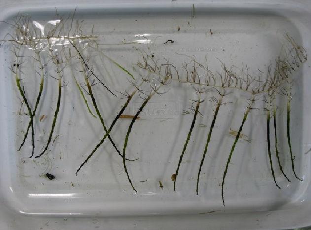 Dwarf Watermilfoil (yriophyllum tenellum) Distribution I 0 335 670 1,340 Feet Lake Waccabuc and Canal Aquatic Vegetation urvey July 16, 2015 otal ample ites: 120 Plant Density Legend D = No Plants =