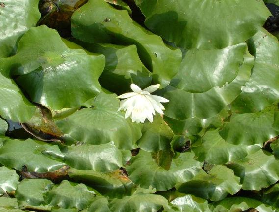 White Water Lily (Nymphaea odorata) Distribution I 0 335 670 1,340 Feet Lake Waccabuc and Canal Aquatic Vegetation urvey July 16, 2015 otal ample ites: 120 Plant Density Legend D = No Plants = race