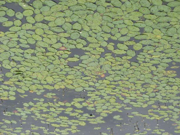 Watershield (Brasenia schreberi) Distribution I 0 335 670 1,340 Feet Lake Waccabuc and Canal Aquatic Vegetation urvey July 16, 2015 otal ample ites: 120 Plant Density Legend D = No Plants = race