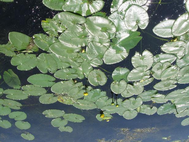 patterdock (Nuphar variegata) Distribution I 0 335 670 1,340 Feet D Lake Waccabuc and Canal Aquatic Vegetation urvey July 16, 2015 otal ample ites: 120 Plant Density Legend D = No Plants = race