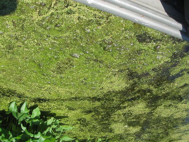 Floating Filamentous Algae Distribution I 0 335 670 1,340 Feet Lake Waccabuc and Canal Aquatic Vegetation urvey July 16, 2015 otal ample ites: 120 Plant Density Legend D = No Plants = race