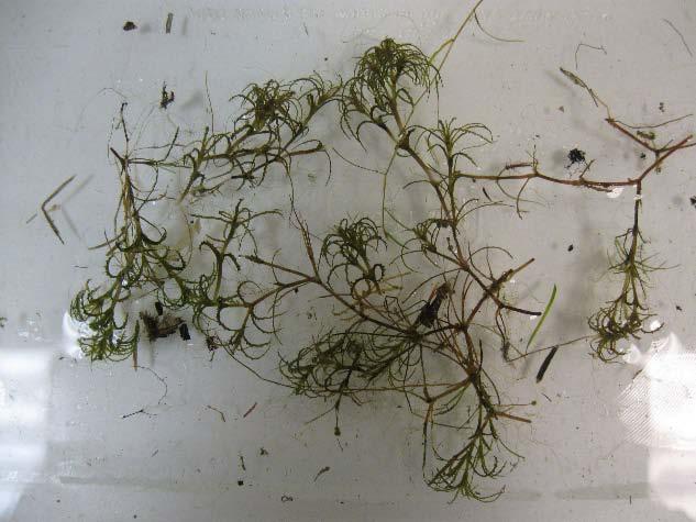 needed for lower growing native submersed plants. Although it can be confused with Hydrilla, another invasive submersed plant, its lack of tuber production and leaf structure differentiates it.