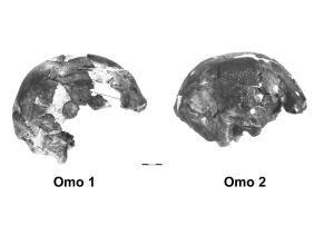 MODERN HUMANS Anatomically modern humans (AMHs) evolved from an archaic Homo sapiens African ancestor Eventually AMHs