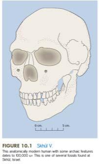 Anatomically modern specimens, including skull found at Skhūl, date to 100,000 B.P.