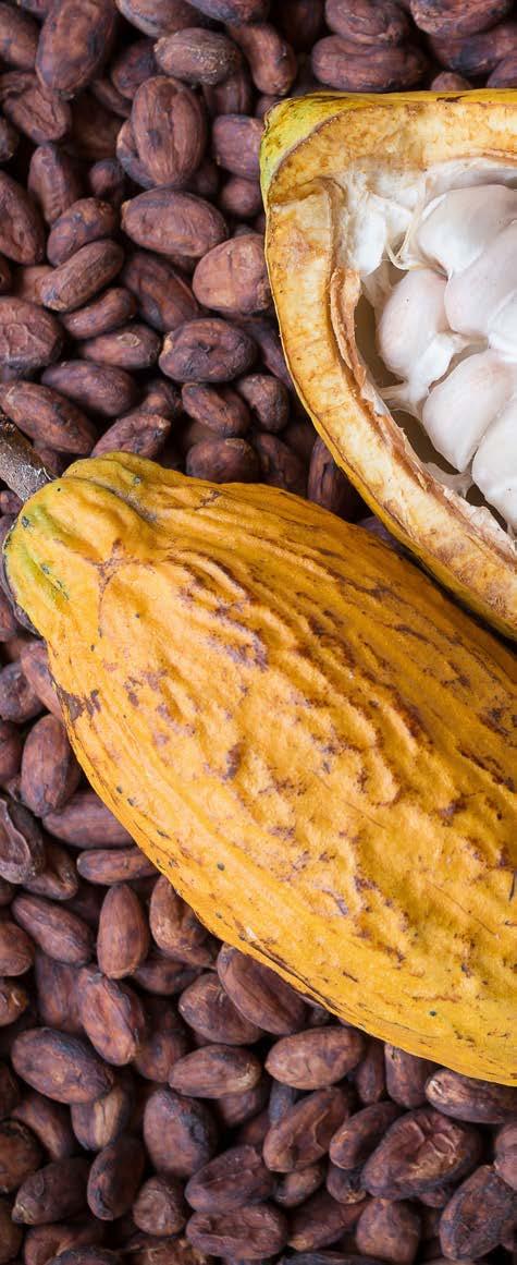 Although based on its microclimate and soil condition this ecosystem is very suitable to plant cacaos, the development of new cacao plantations in this ecosystem will be coming more from new land