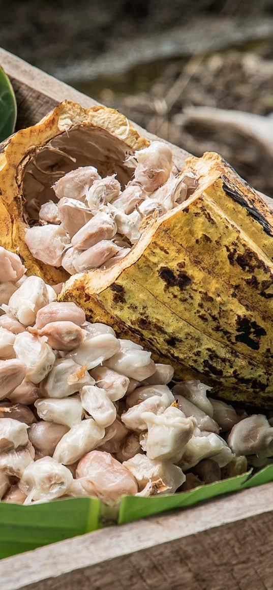 Although the land conditions are not ideal for farming cacaos, the farmers are quite helped by cacao harvests when the cocoa prices are low, even though some are harvesting cacaos below 1