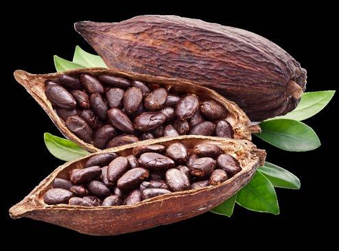 THE ECONOMICS OF INDONESIAN CACAO PRODUCTION The increase of productive cacao plantation areas in the last ten years is an indicator of the cacao commodities growth in Indonesia, at which point the