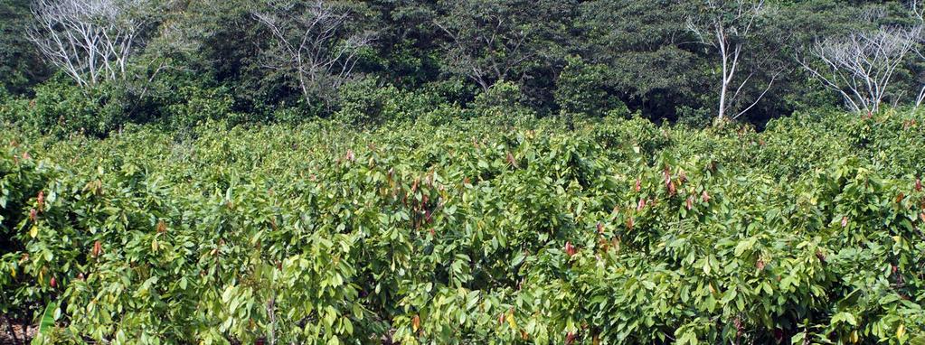 CACAO CLIMATE AND TYPES Climate Cacao grows well at an altitude of 0-600 meters above