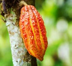 Trinitario cacaos are high-quality cacaos and produce fine flavor quality seeds.