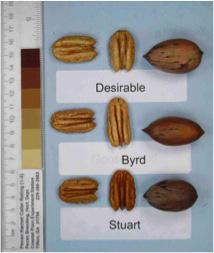 This appears to be a good cultivar for a yard tree as the nuts are high quality and pest problems are few. It would also be well suited to organic or low-input applications.