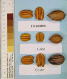 Nut size was good at 55 nuts per pound, but quality was often poor with percent kernel averaging only 48 percent.
