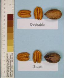 Pawnee The most outstanding feature of Pawnee is its large nut size combined with very early nut maturity.