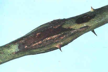 For control of key bramble pests Rednecked cane borer Prune out and destroy infested galls before delayed dormant Prior recommendation was for use of methoxychlor at bloom,