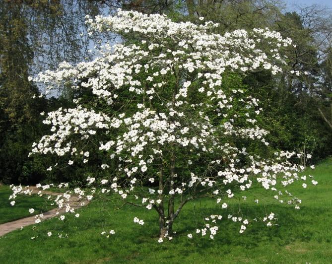 Cornus florida Flowering