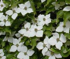 Cornus florida - White-pinkish blooms